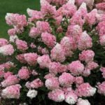 SANDAE FRAISE - Image 2