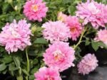 FANCY RUFFLE - Image 8