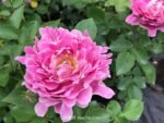 FANCY RUFFLE - Image 9