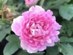FANCY RUFFLE - Image 10