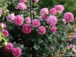 FANCY RUFFLE - Image 11