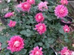 FANCY RUFFLE - Image 12