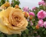 BUTTERSCOTCH - Image 15