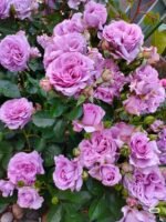 LOVE SONG - Image 5