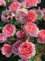 LAURENT CABROL - Image 4