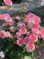 LAURENT CABROL - Image 2