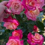 SOURIRE DE DEAUVILLE