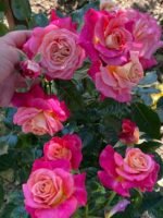 SOURIRE DE DEAUVILLE