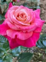 SOURIRE DE DEAUVILLE - Image 6