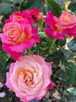 SOURIRE DE DEAUVILLE - Image 5