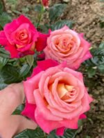 SOURIRE DE DEAUVILLE - Image 3