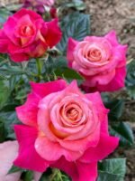 SOURIRE DE DEAUVILLE - Image 4