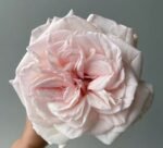 PRINCE JARDINIER - Image 2