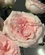 PRINCE JARDINIER - Image 5