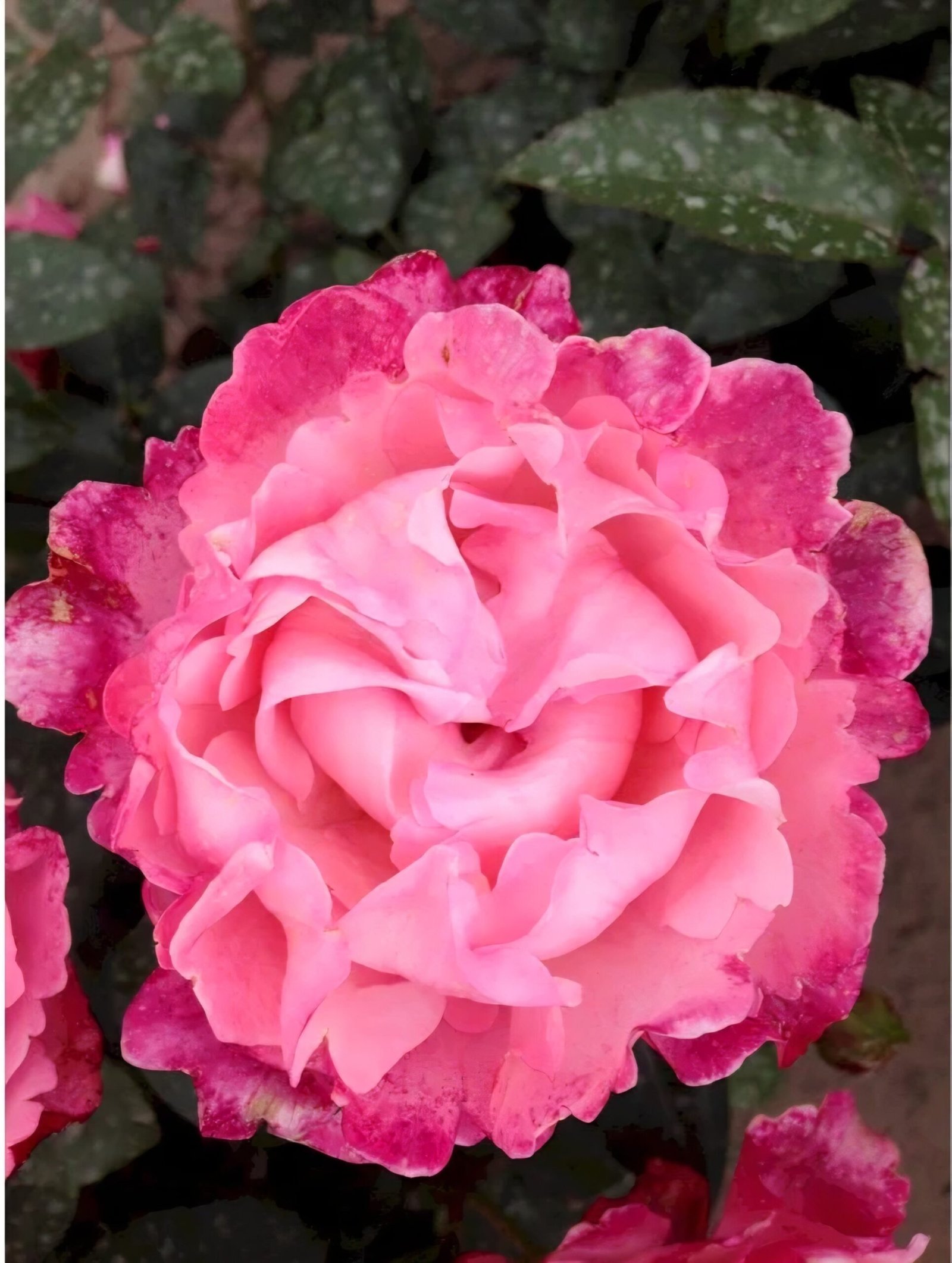 2022/06/1000036236-scaled.jpg I HAVE A DREAM - Image 1