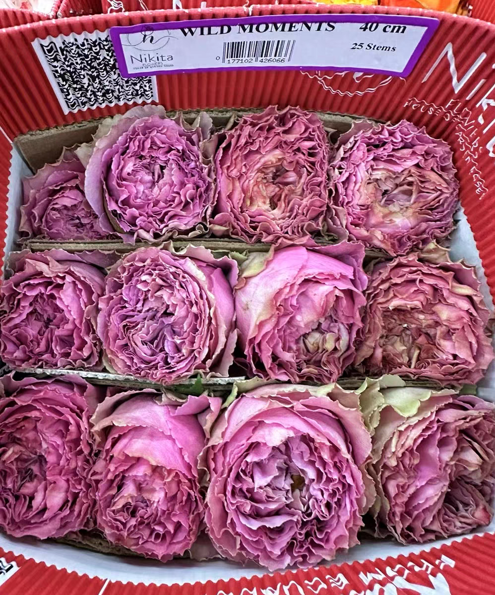 2022/06/1000036290.png WILD MOMENTS - Image 1