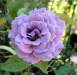 SEVEN SEAS - Image 4