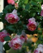 JULIE ANDRIEU - Image 5