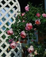 JULIE ANDRIEU - Image 8