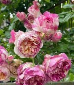 JULIE ANDRIEU - Image 2