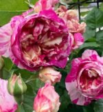 JULIE ANDRIEU - Image 3