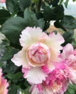 JULIE ANDRIEU - Image 7