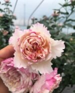 JULIE ANDRIEU - Image 6