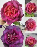 DIABLESSE DE MERS - Image 5