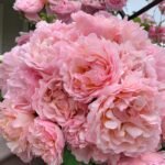 PRINCESS CHARLENE DE MONACO