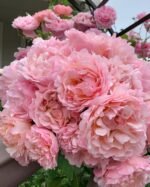 PRINCESS CHARLENE DE MONACO