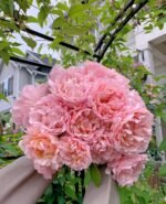 PRINCESS CHARLENE DE MONACO - Image 3