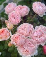 PRINCESS CHARLENE DE MONACO - Image 4