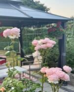 PRINCESS CHARLENE DE MONACO - Image 2