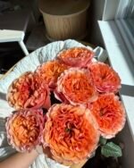 SOUTH PARK - Image 3