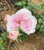 CECIL DE VOLANGES - Image 3