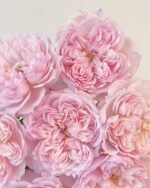 CECIL DE VOLANGES - Image 7