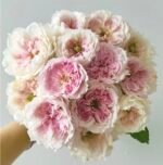 CECIL DE VOLANGES - Image 5