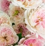 CECIL DE VOLANGES - Image 2