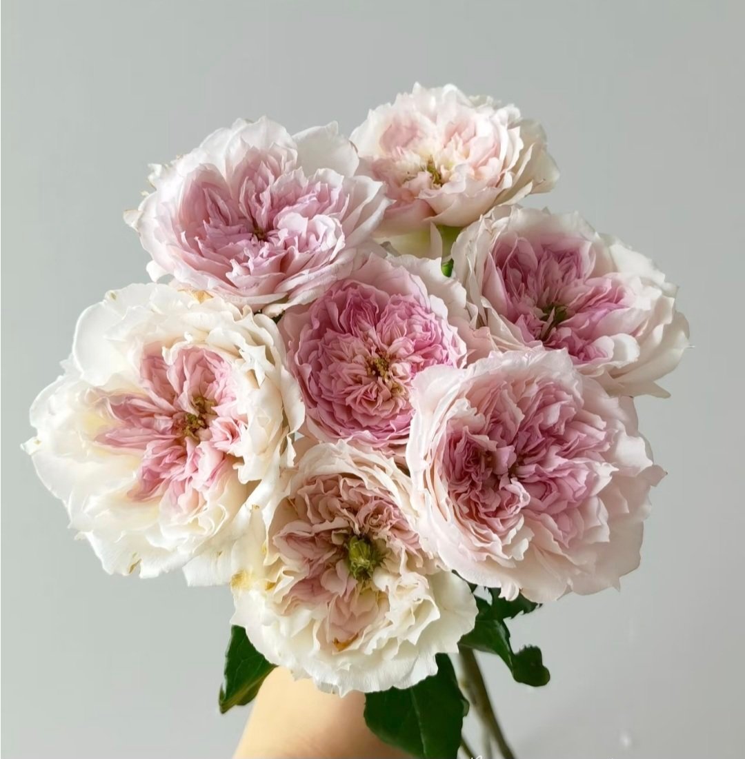 2022/06/1000037053.jpg CECIL DE VOLANGES - Image 1