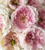 CECIL DE VOLANGES - Image 4