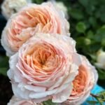 DOMAINE DE CHANTILLY