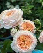 DOMAINE DE CHANTILLY - Image 3