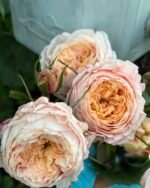 DOMAINE DE CHANTILLY - Image 5