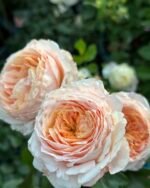 DOMAINE DE CHANTILLY - Image 6