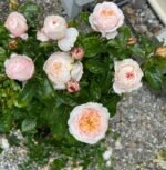 DOMAINE DE CHANTILLY - Image 2