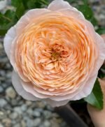 DOMAINE DE CHANTILLY - Image 4