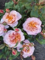 MIYABI CHA - Image 5