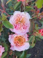 MIYABI CHA - Image 2