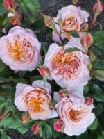 MIYABI CHA - Image 3