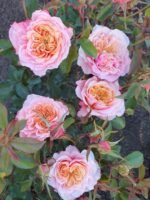 MIYABI CHA - Image 4